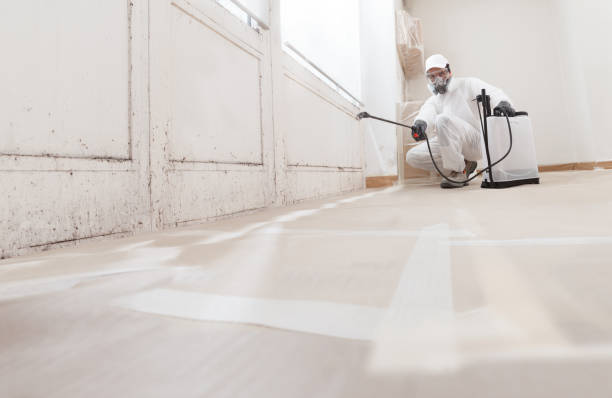 24/7 Emergency Black Mold Remediation experts in Spring Lake, MI