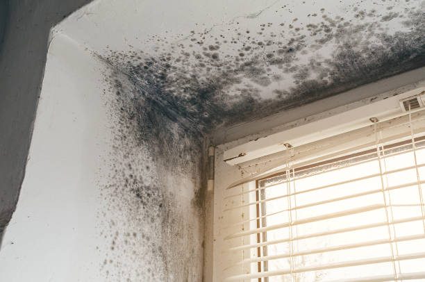 Affordable Black Mold Remediation solutions in Spring Lake, MI