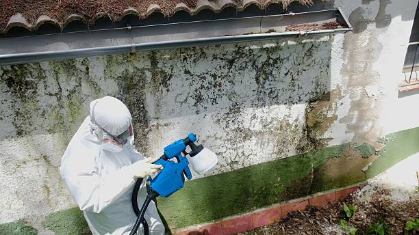Top rated local Black Mold Remediation specialists in Spring Lake, MI